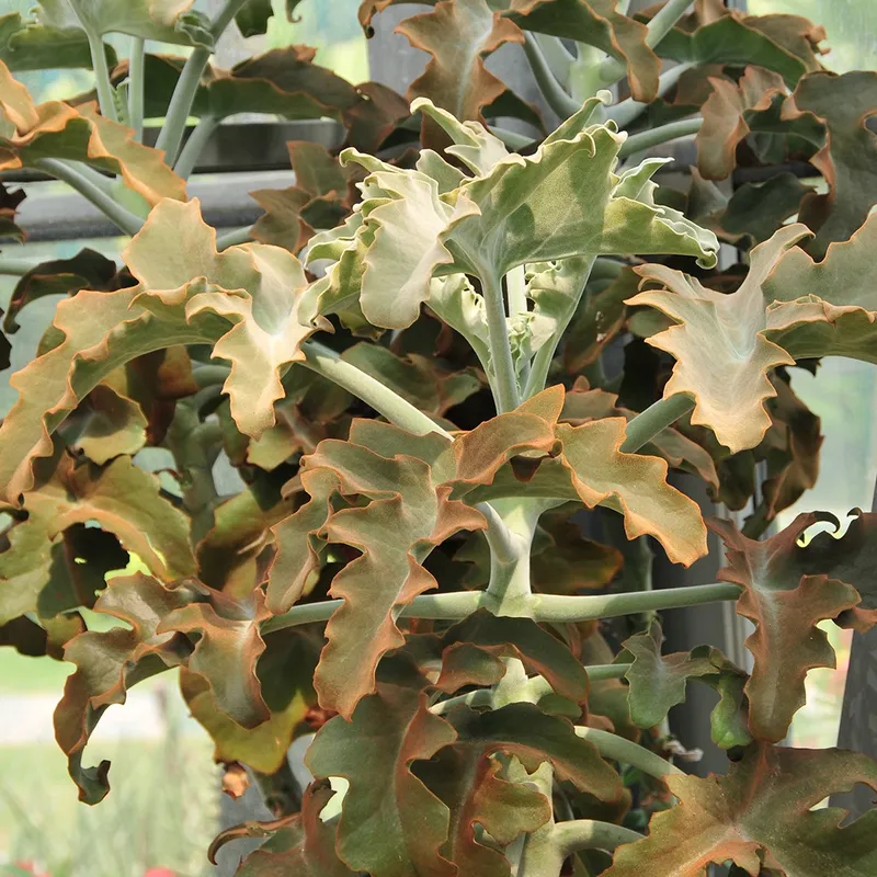 hedera indoor plant Ivy Variegated 4