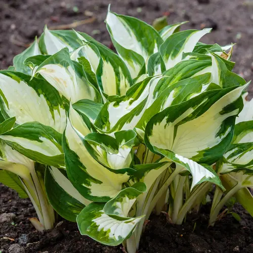 Hosta fortunei 'Fire and Ice'