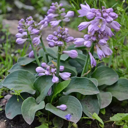 Plantain lilies 'Blue Mouse Ears'