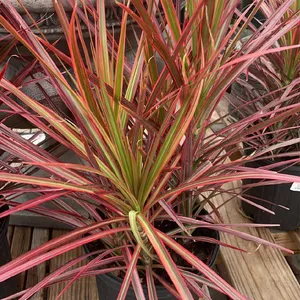 Cmo cultivar y cuidar una Dracaena marginata 'Tricolor'
