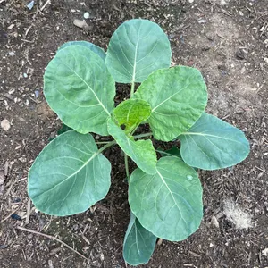 Semi Di Cavolo Selvatico (Brassica Oleracea) - Circa 20 Semi, Perenni, Facili Da Coltivare