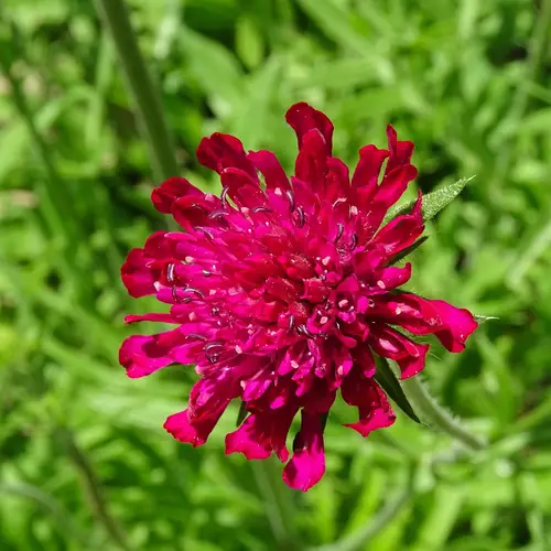 Crimson pincushion flower