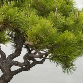 クロマツ（黒松）の判定方法 (Pinus thunbergii)