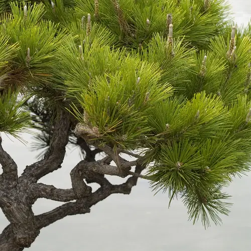 Pinus Hitam Jepun