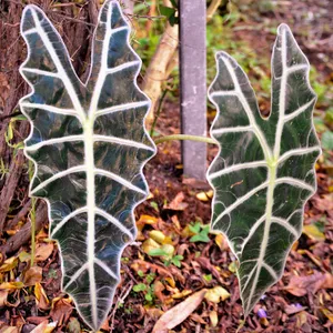 scythian dracaena Striped Dracaena Plant