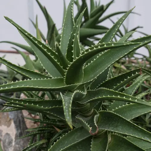 Aloe × delaetii