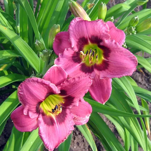 Daylilies 'Always Afternoon'