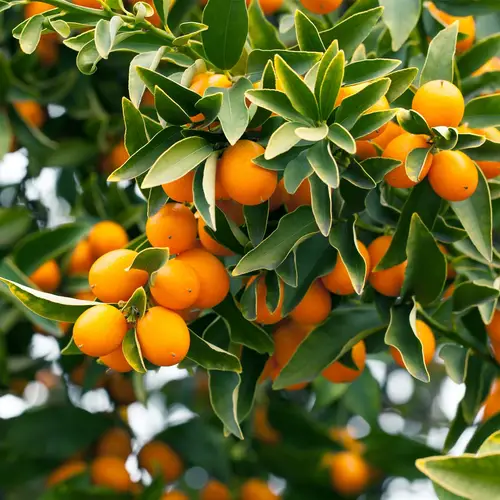 Citrus japonica 'Kumquat'