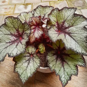 Blattbegonie - Begonia rex (Pflege, Merkmale, Symbolik, Bilder)