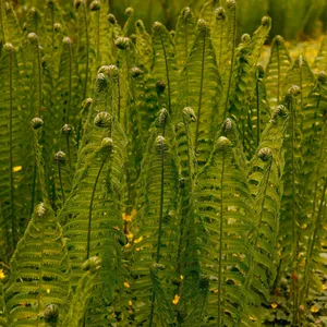 kentia palme günstig XXL Kentia Palme liefern lassen – Green Me Up main image 1