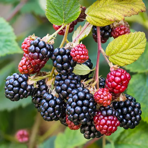 European blackberry