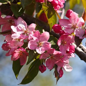 Malus 'Red Splendor' - PictureThis