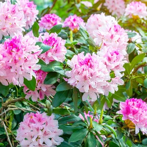 Wie man Rhododendron hybrid anbaut und pflegt