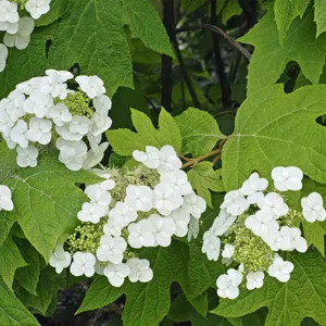 カシワバアジサイ（柏葉紫陽花）の増やし方