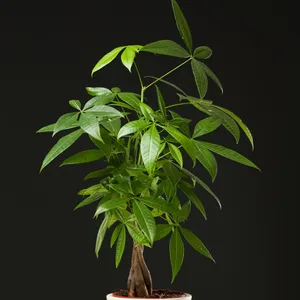 How to Transplant Money tree? (Ideal time, Methods, and Post Care)