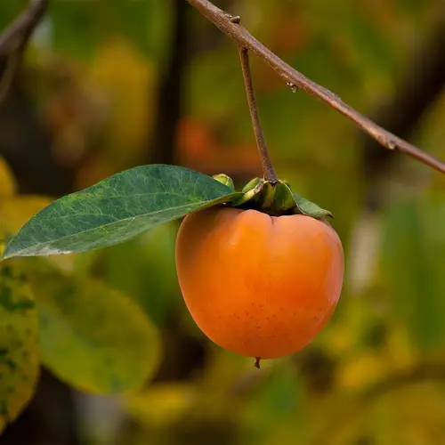 予防策と管理のポイント
