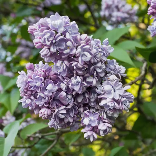 Common lilac 'Katherine Havemeyer'