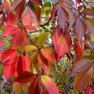 Parthenocissus Quinquefolia - Vite del Canada in vendita su