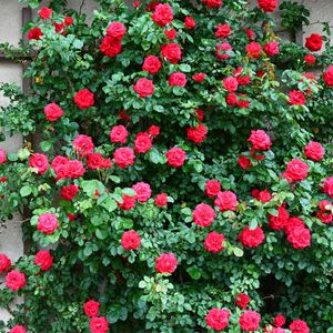 How to Grow and Care for Climbing rose