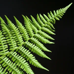 Scaly male fern (Dryopteris affinis) - PictureThis