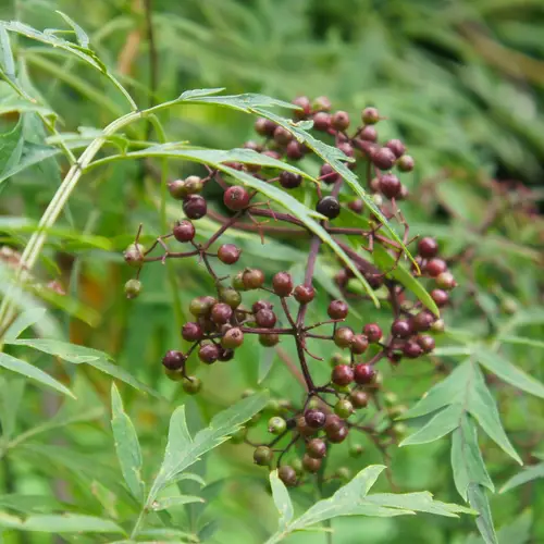 Fern-leaved Elderberry