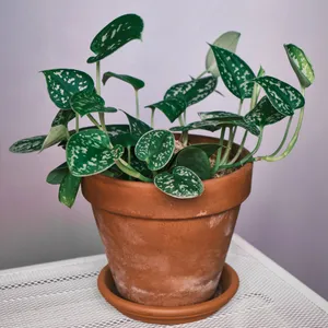 シラフカズラ (ケア, 特徴, 象徴, 画像, 有毒)