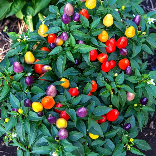 Five color pepper