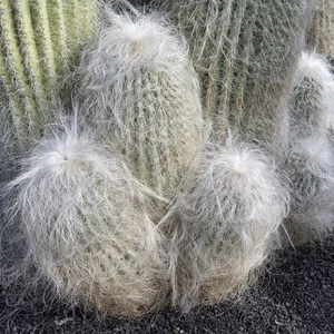 ケファロセレウス オールドマンカクタス 翁丸 サボテン US実生選抜 幻