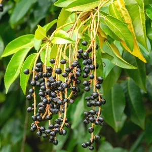 Portugiesischer Kirschlorbeer - Prunus lusitanica (Pflege, Merkmale, Blume,  Bilder)