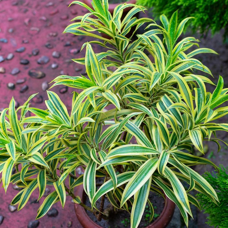 Wie oft sollten Sie Ihre Dracaena reflexa gieen?