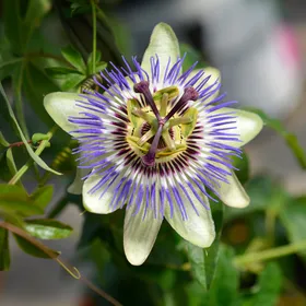 How to identify Blue passionflower (Passiflora caerulea)