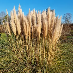 So identifizierst du Pampasgras (Cortaderia selloana)
