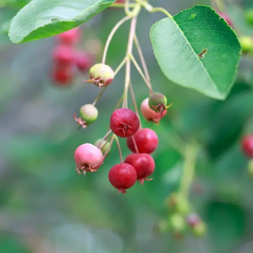 Western serviceberry