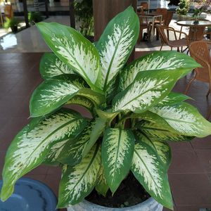 platinum mist peace lily Platinum Mist Peace Lily – Lichtenfelt's