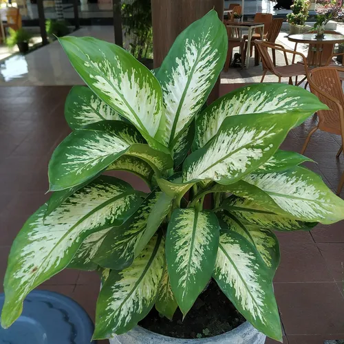 Is Dieffenbachia Poisonous