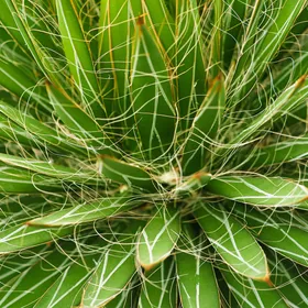 So identifizierst du Gewinde-agave (Agave filifera)