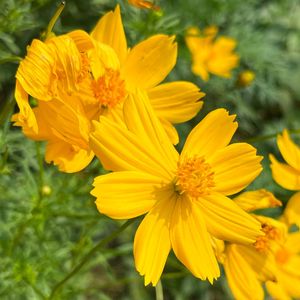 How to Grow and Care for Cosmos