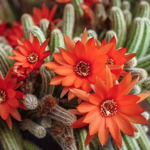 ビャクダン（白檀） (Echinopsis chamaecereus) 花言葉，毒性，よくある質問 - PictureThis