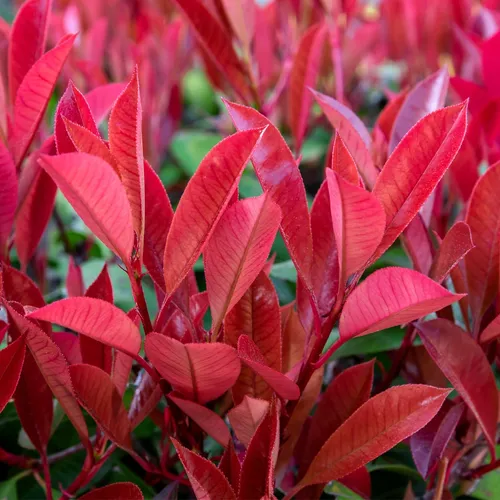 Red tip photinia (Photinia  fraseri) - PictureThis