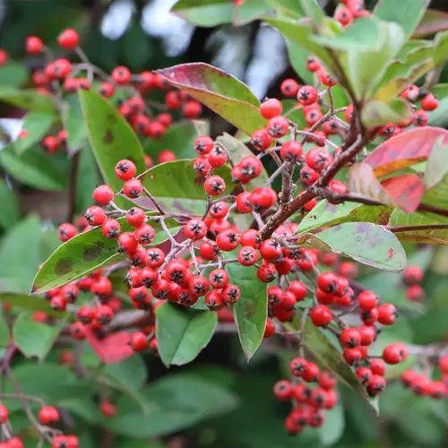 Cotoneaster hybrid