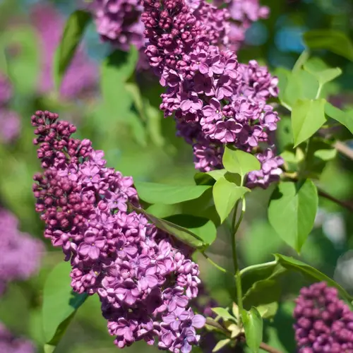 Common lilac 'Andenken an Ludwig Spath'
