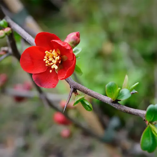 Flowering quince