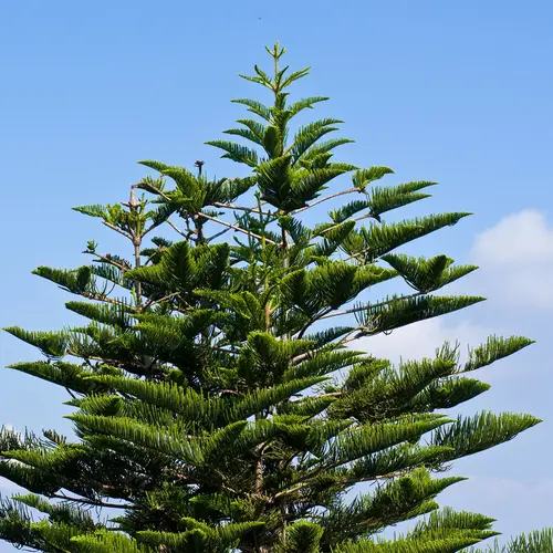 Pokok Pinus Norfolk