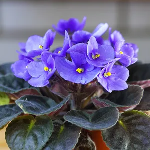 アフリカスミレ (Saintpaulia ionantha) - PictureThis アフリカスミレ (Saintpaulia ionantha) - PictureThis