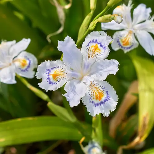 Iris du japon