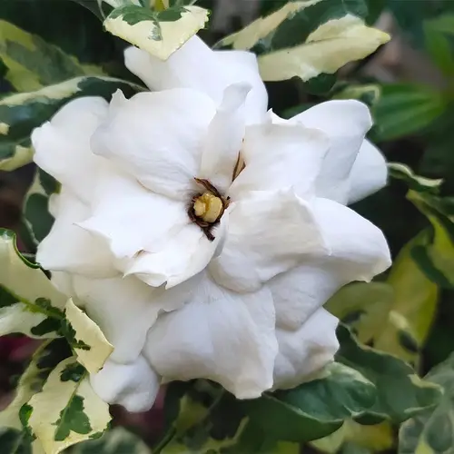Variegated gardenia