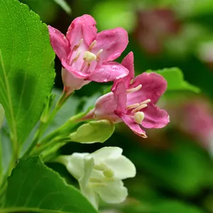 ハコネウツギ (Weigela coraeensis) - PictureThis