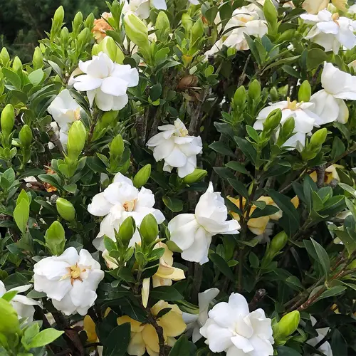 Cape jasmine 'Crown Jewel'