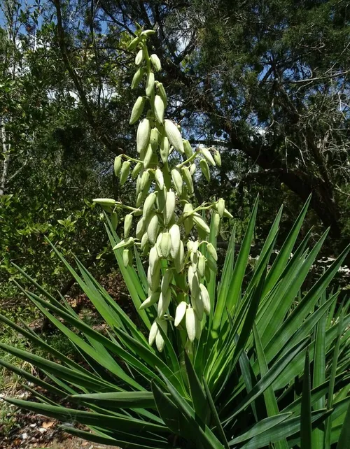 Graue Palmlilie - Yucca aloifolia (Pflege, Merkmale, Blume, Bilder)