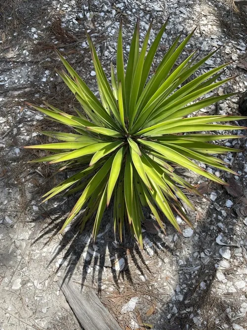 Graue Palmlilie - Yucca aloifolia (Pflege, Merkmale, Blume, Bilder)